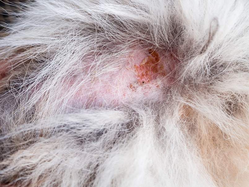 A macro view of a dog's skin parted through white fur, showing reddened, inflamed patches with crusting and scabbing. 