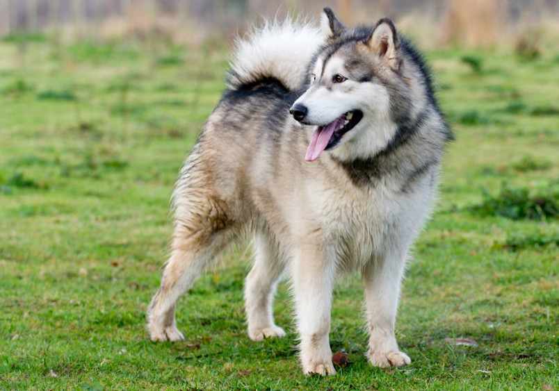 A majestic Alaskan Malamute standing on a grassy field, showcasing its thick double coat, bushy tail, and robust build, epitomizing the impressive size and strength of Malamute dogs