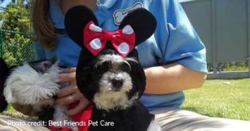 Are pets welcome at Disney World?