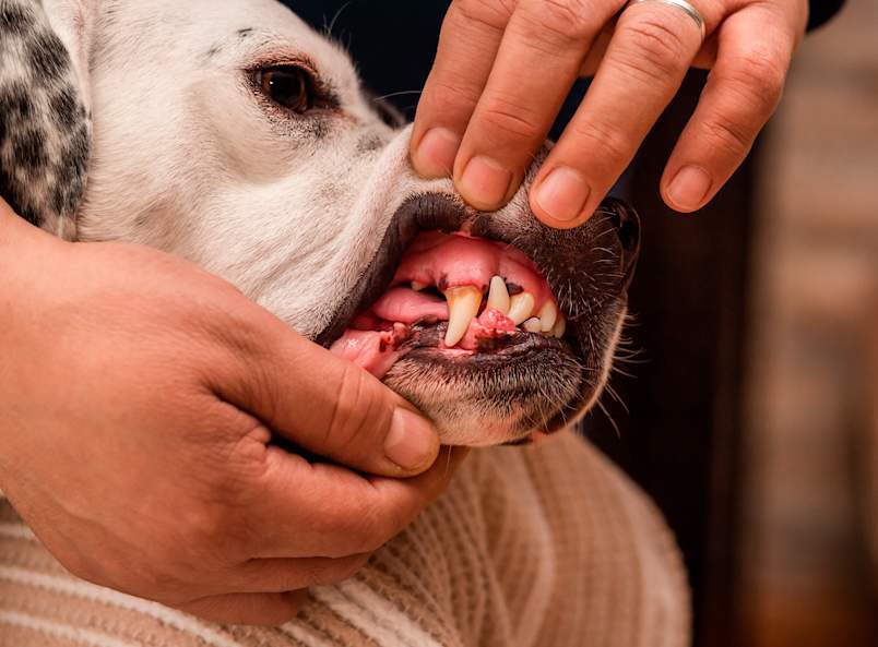 A person gently lifts a dog's lip to reveal a pink growth on the gumline near the teeth.
