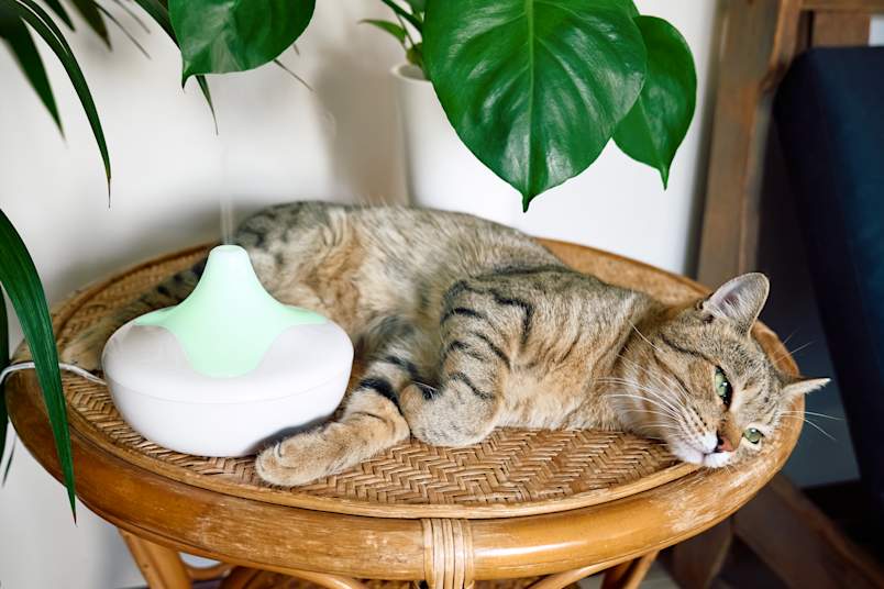 A brown tabby cat rests on a rattan table right next to an active essential oil diffuser releasing a fine mist, surrounded by houseplants.
