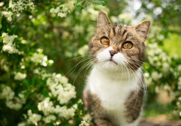 This cat in the image looks like it's taking in the colors of nature. On that note, do cats have color vision?