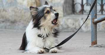 Mixed Breed Dog with Open Mouth