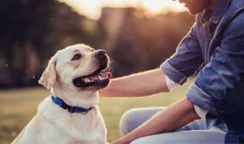 An older dog with owner in a field contemplating how long dogs live