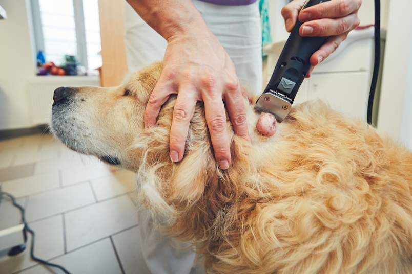 A veterinarian or groomer treating a golden retriever's skin condition, using specialized equipment to address a visible lump on the dog's neck while gently restraining the dog's head during the removal or treatment procedure for a dog cyst or growth.
