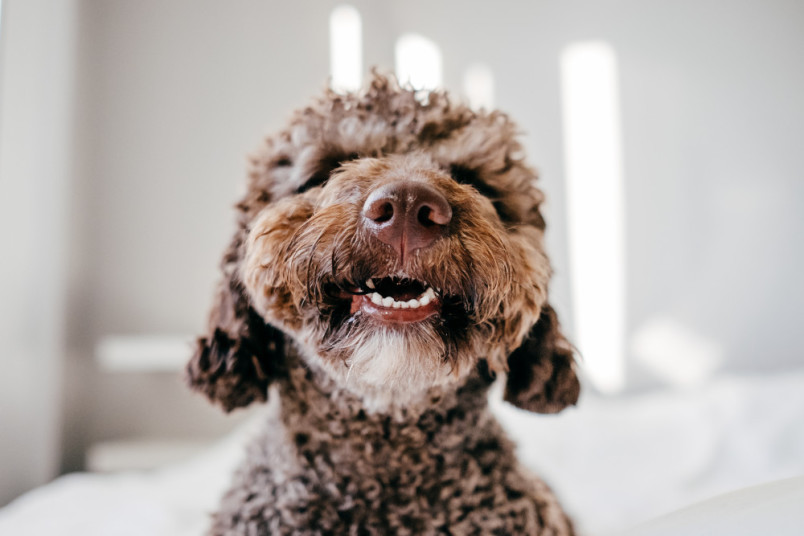 Smiling female dog