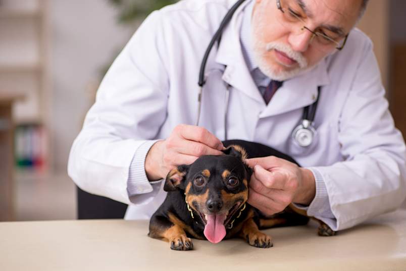 A veterinarian in a white coat carefully checks the ears and skin of a small black-and-tan dog on the exam table. 