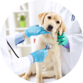 puppy being examined by a veterinarian