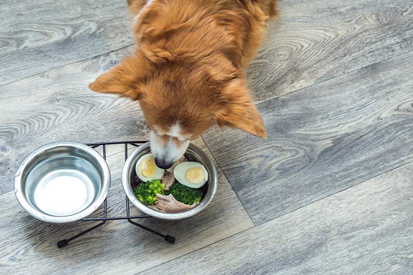 Shot from above, a red-and-white corgi digs into a raised bowl holding halved hard-boiled eggs, broccoli, and cooked meat, with a full water bowl alongside. 