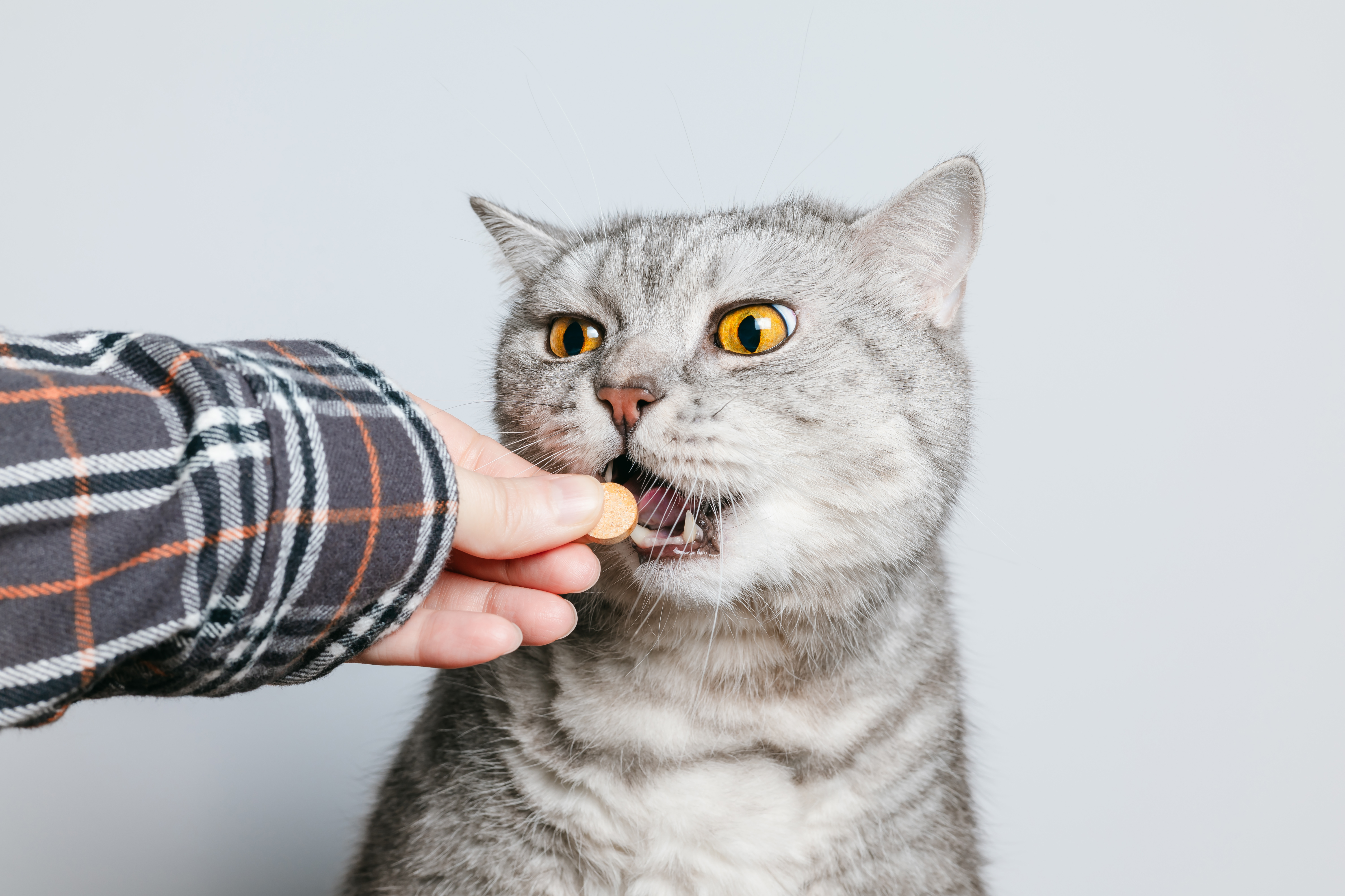 A silver tabby cat with striking amber eyes opens its mouth to accept a small tablet directly from its owner's hand — demonstrating one of the most straightforward methods for how to give a cat a pill.