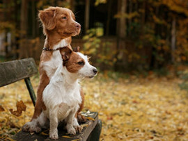 two dogs on a bench in the fall