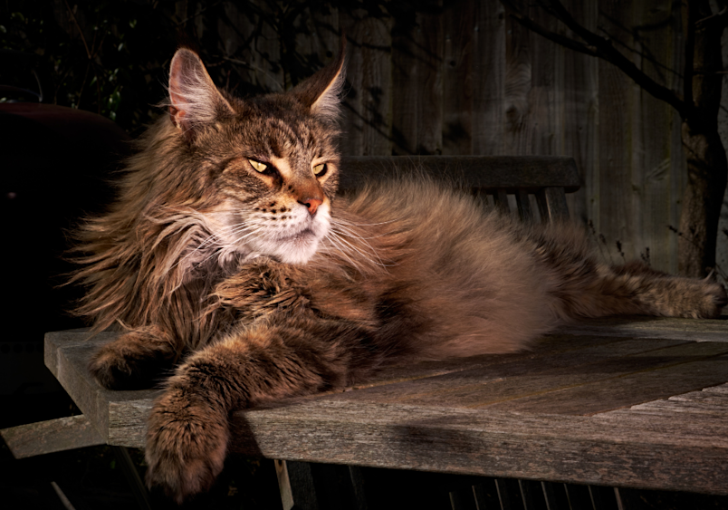 A majestic Maine Coon cat with golden eyes and impressive fluffy fur lounges regally on a wooden surface, showcasing the breed's stunning size and regal presence that makes these gentle giants so beloved among cat enthusiasts.