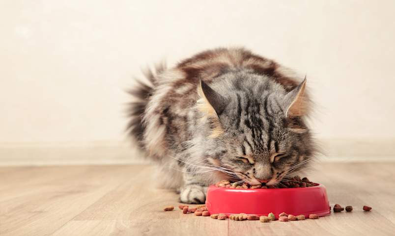A fluffy long-haired tabby cat eating dry kibble from a bright red food bowl on a wooden floor, with scattered pieces of kibble surrounding the dish. This image perfectly illustrates the common practice of free feeding cats, where food is left out for pets to eat at their own pace throughout the day. 