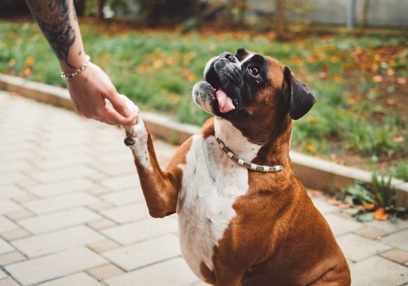 An adult American boxer dog sitting on a paved patio, eagerly giving its paw to a tattooed owner, highlighting the playful boxer temperament and how boxers are good with kids due to their intelligent, social, and loving nature.