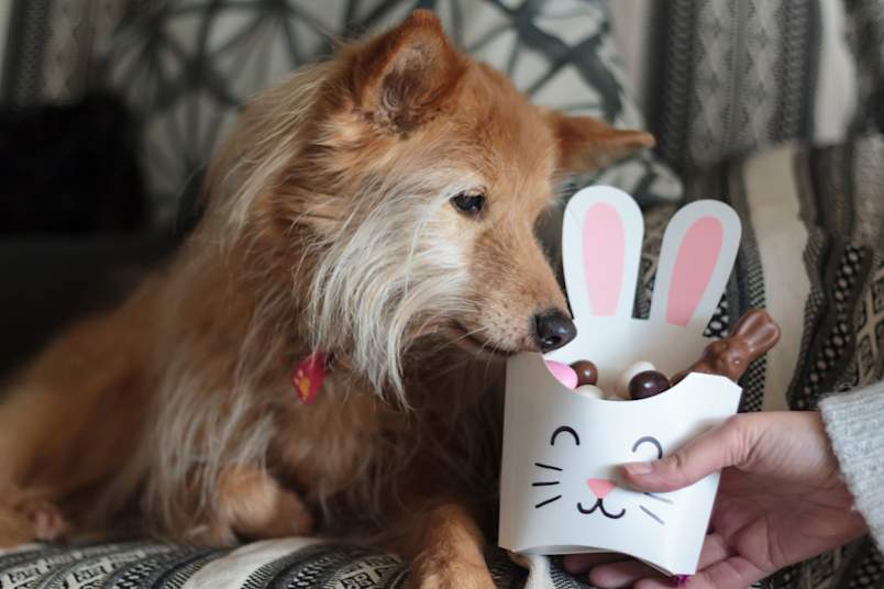A senior terrier mix leans in toward a bunny-shaped treat box filled with chocolate eggs and a chocolate rabbit, the kind of holiday moment that turns into an emergency fast. 