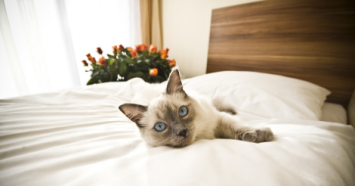 Siamese Cat Laying On Bed