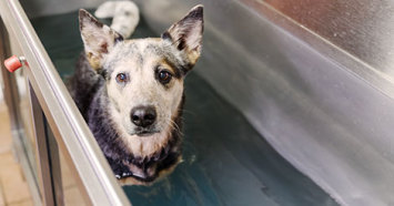 A dog standing in an underwater treadmill used for hydrotherapy.