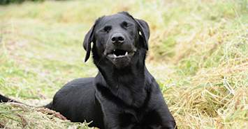 black labrador sneezing