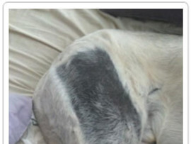Radiation Hair Loss Mastiff