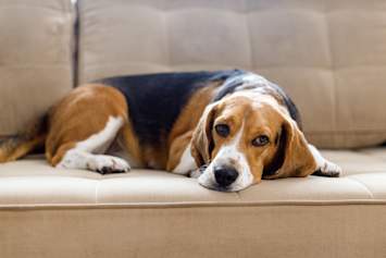 
A small black and tan dog sits on a white pad with visible bloody stool, indicating a potential health issue such as bloody diarrhea in dogs. This image highlights the importance of understanding why your dog is pooping blood and seeking prompt veterinary care.