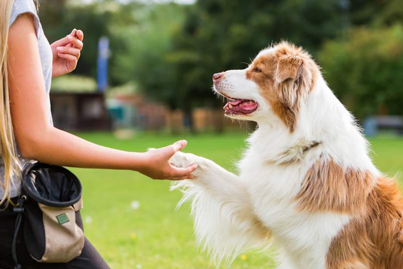 Dog outside shaking its owners hand