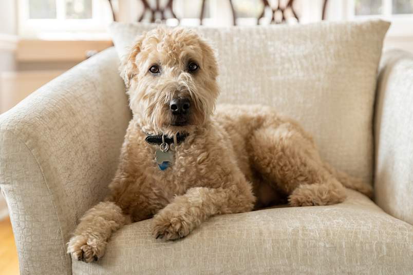 A beautifully groomed Soft Coated Wheaten Terrier lounges regally on an elegant cream-colored armchair, its luxurious wavy coat perfectly matching the sophisticated living room setting. 