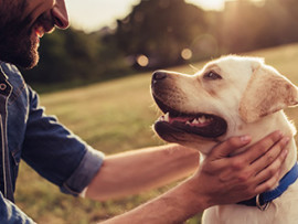 bearded man playing with Labrador puppy