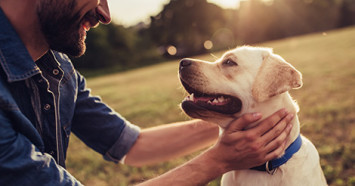 bearded man playing with Labrador puppy