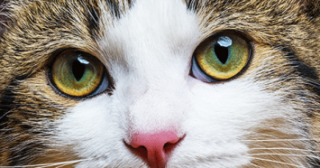 7 Eye-opening Cat and Dog Eye Facts
