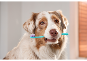 This dog with a toothbrush demonstrates prevention of dog tooth decay, bad dog teeth, and infected rotten dog tooth conditions.