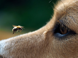 dog-staring-at-a-bee