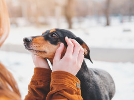 A dog owner inspects her dog for signs of distress or frostbite while they are both outside in the snow. Embrace Pet Insurance provides signs of frostbite in dogs. 