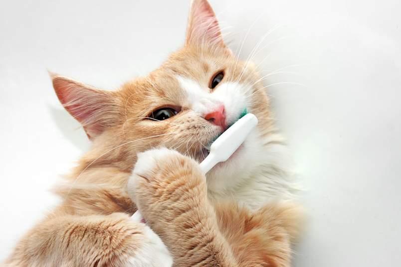 Cat with Toothbrush