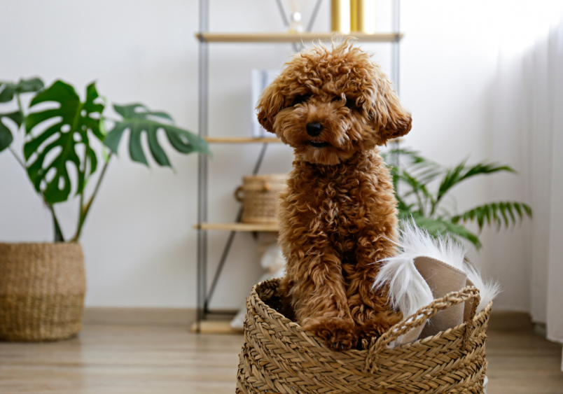 A brown curly full-grown maltipoo smiling for the picture. This image showcases the unique combination of the maltese and the poodle. 