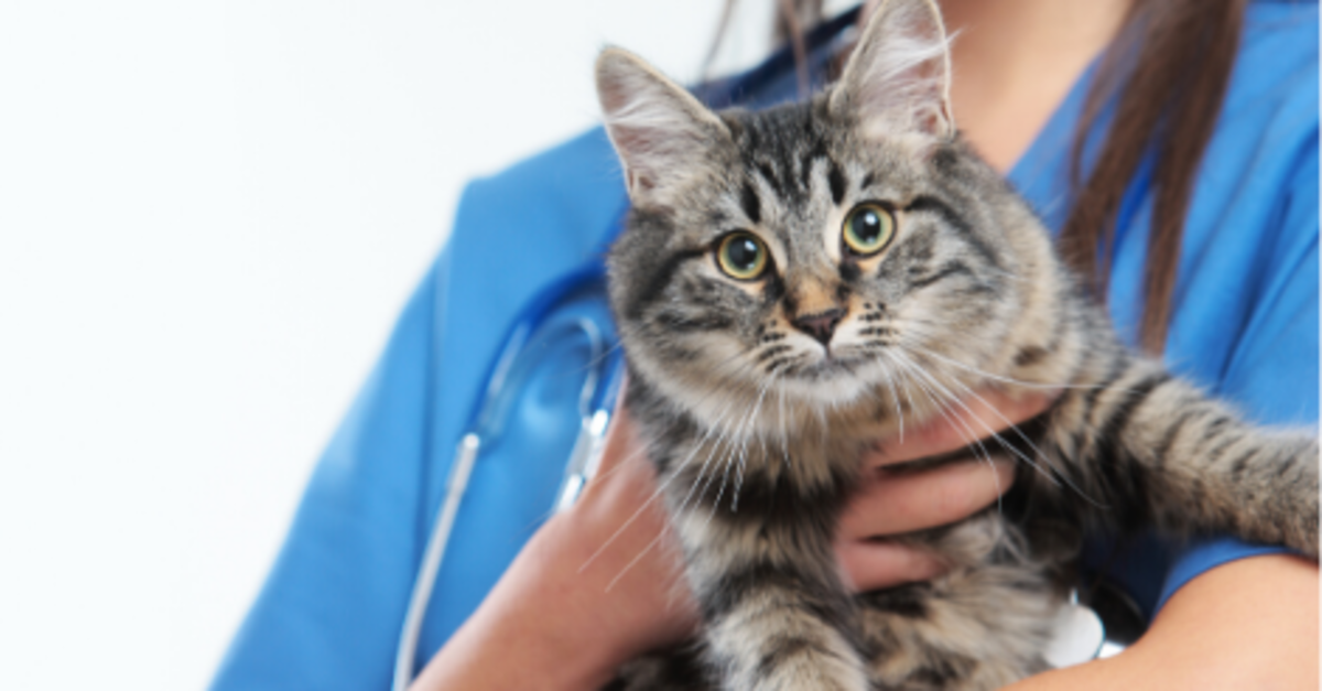 Can Dogs Catch Toxoplasmosis From Cats can-dogs-catch-toxoplasmosis-from-cats