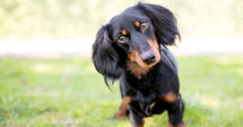 dachshund head tilt outside 