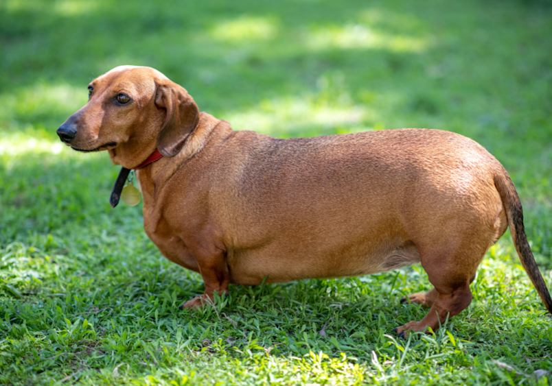 A brown dachshund stands in profile on green grass, clearly showing an overweight body with a sagging belly - a good example of what to look for when wondering if your dog is carrying too much weight compared to a healthy dog body shape.