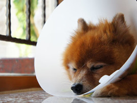 Pomeranian resting in cone after neuter surgery