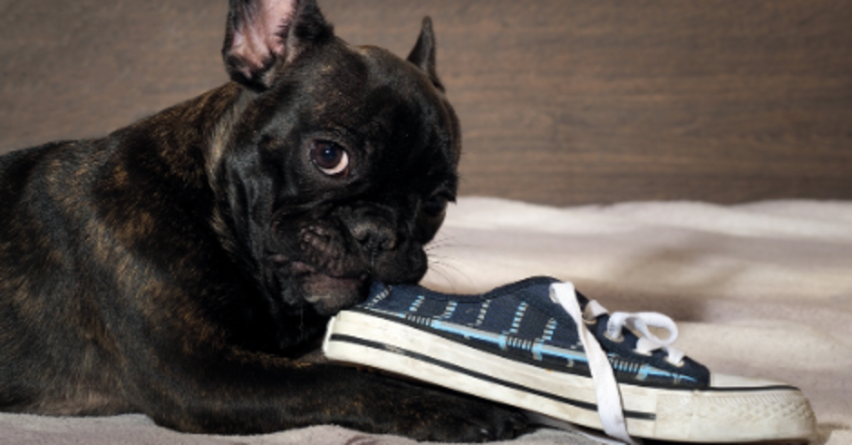 How to break a top dog from chewing shoes