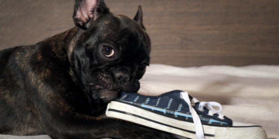 How to stop my top dog from chewing my shoes