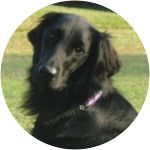 Shadow - Flat-Coated Retriever