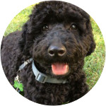 Lyla - Australian Labradoodle