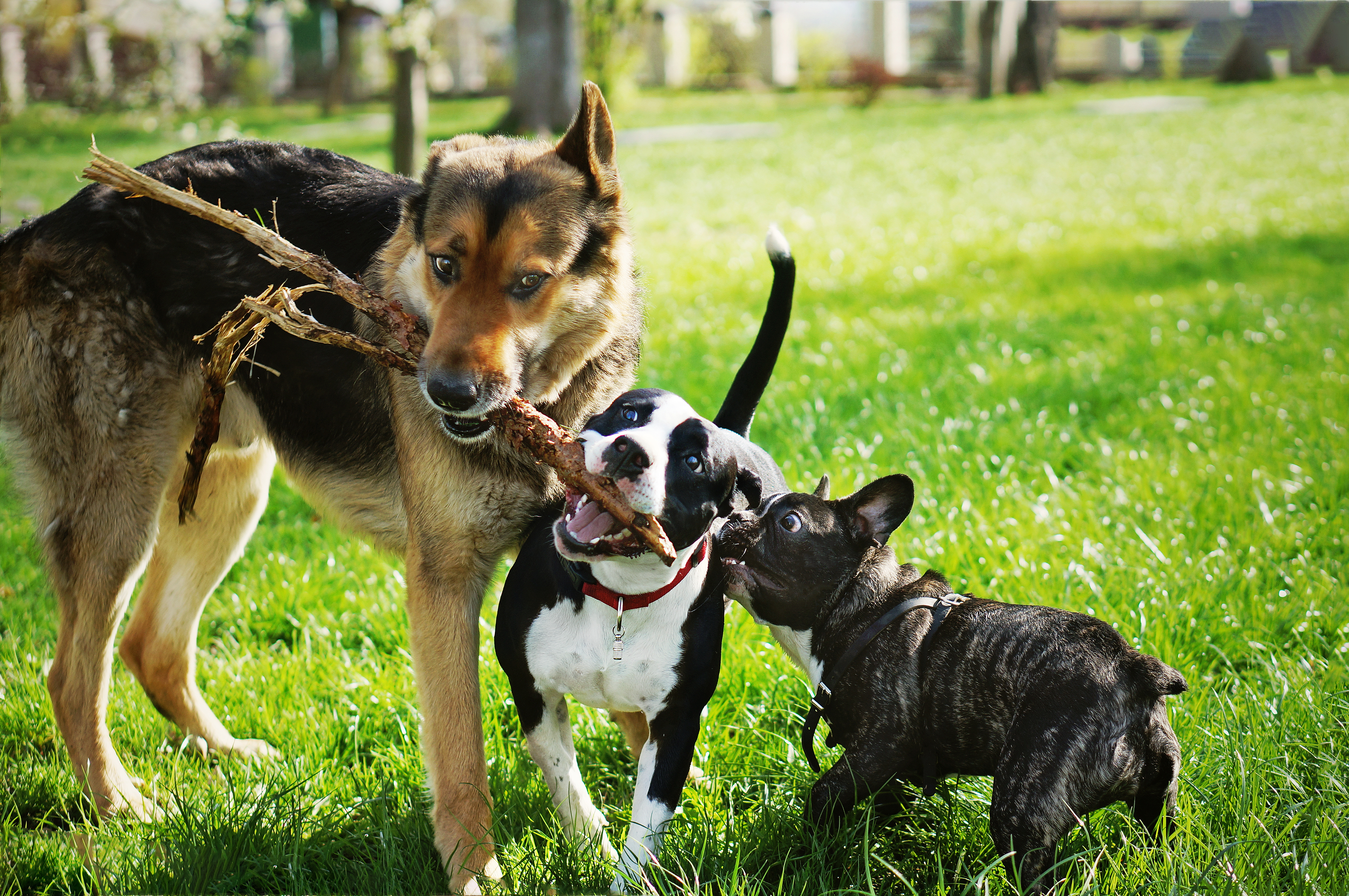 Three dogs, a large shepherd mix, a black-and-white pit bull type, and a French bulldog, tussle over a single stick on a sunny lawn, full of energy and stubborn determination. 