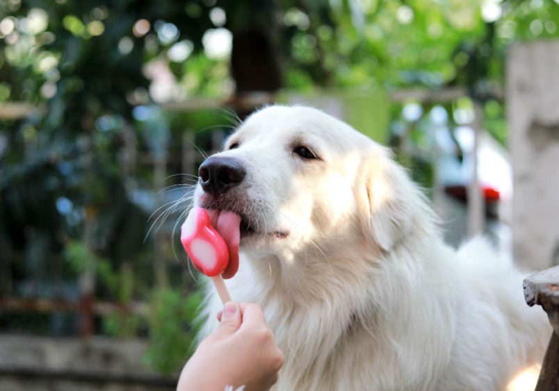 A dog eating candy, which may contain hidden xylitol found in sugar-free treats, baked goods, and everyday products like toothpaste or medications. Always check labels for xylitol to prevent xylitol poisoning in dogs.