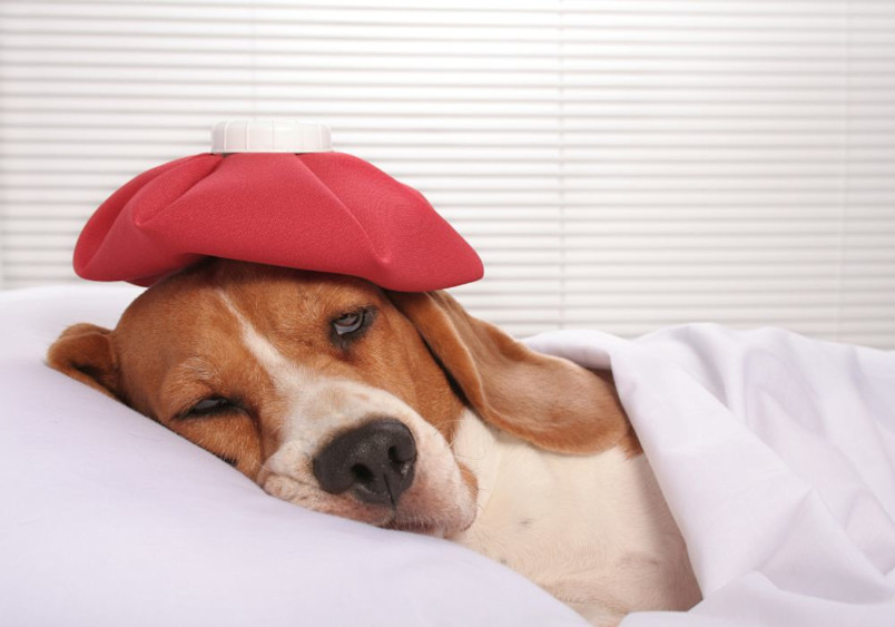 A sick dog lying under a white blanket with a red ice pack on its head, representing concerns about diarrhea in dogs.