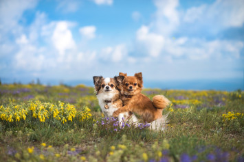 These two adorable Chihuahuas, one brown and the other brown and white, are snuggled up together in a field of colorful wildflowers, both looking attentively at the camera. Are these cute Chihuahuas originally from Mexico?