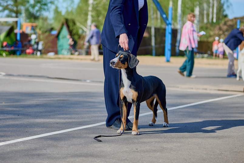 A calm tricolor hound stands on leash beside its handler at an outdoor event.