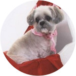 Sugar-Shih-Tzu