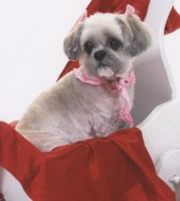 Sugar-Shih-Tzu