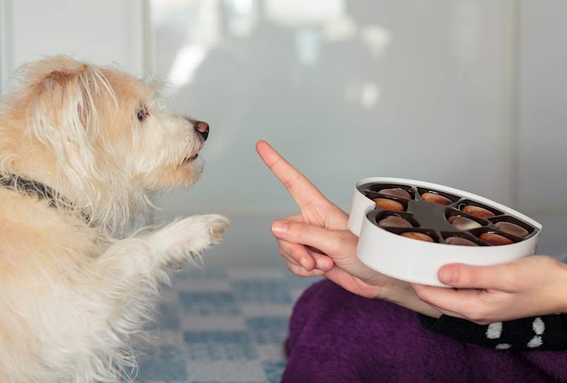 A small cream terrier mix lifts a paw toward a box of chocolates while a hand signals a firm "no," the everyday boundary that keeps a dog out of the candy. 